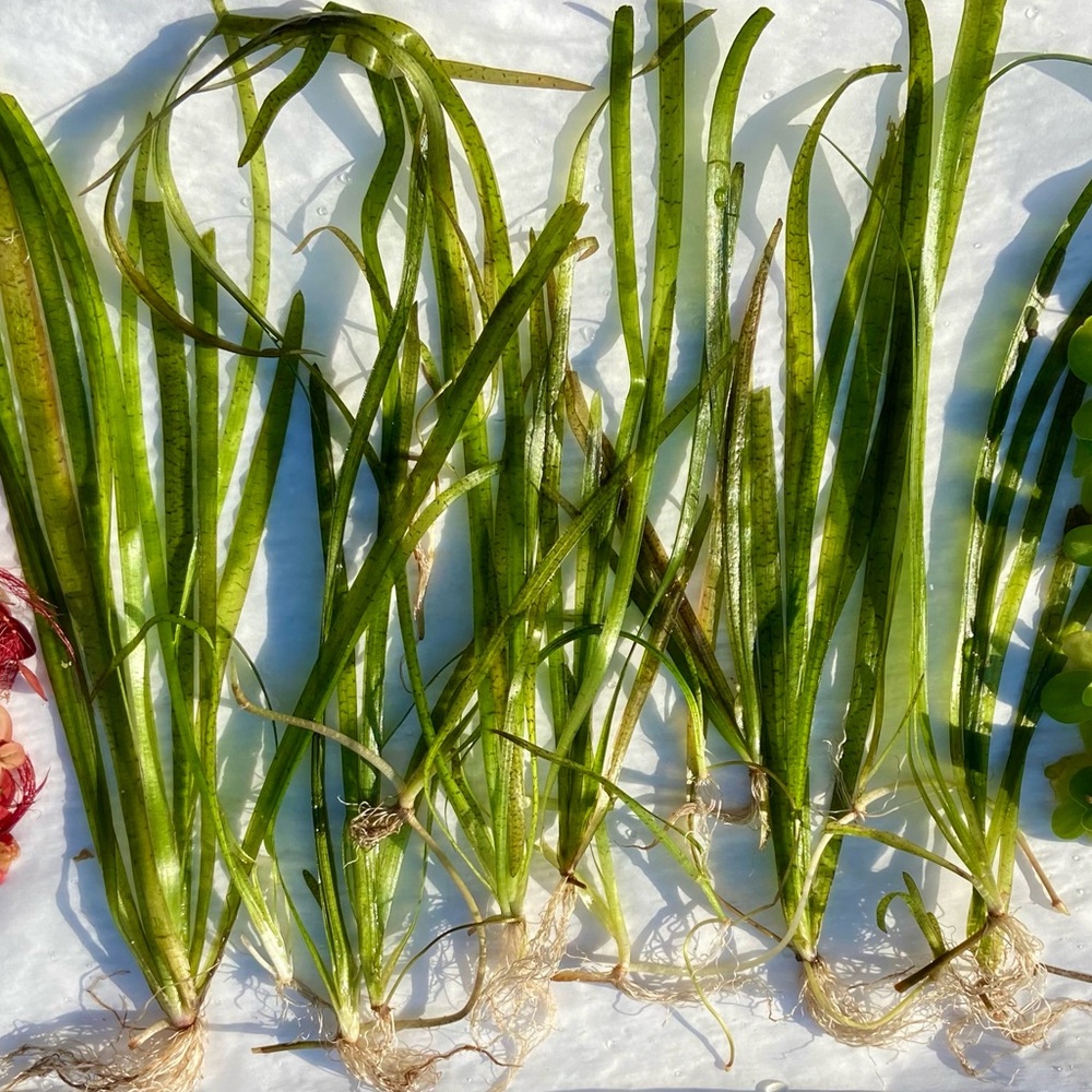 Vallisneria, LIVE Aquarium/Pond plants
12+ plants